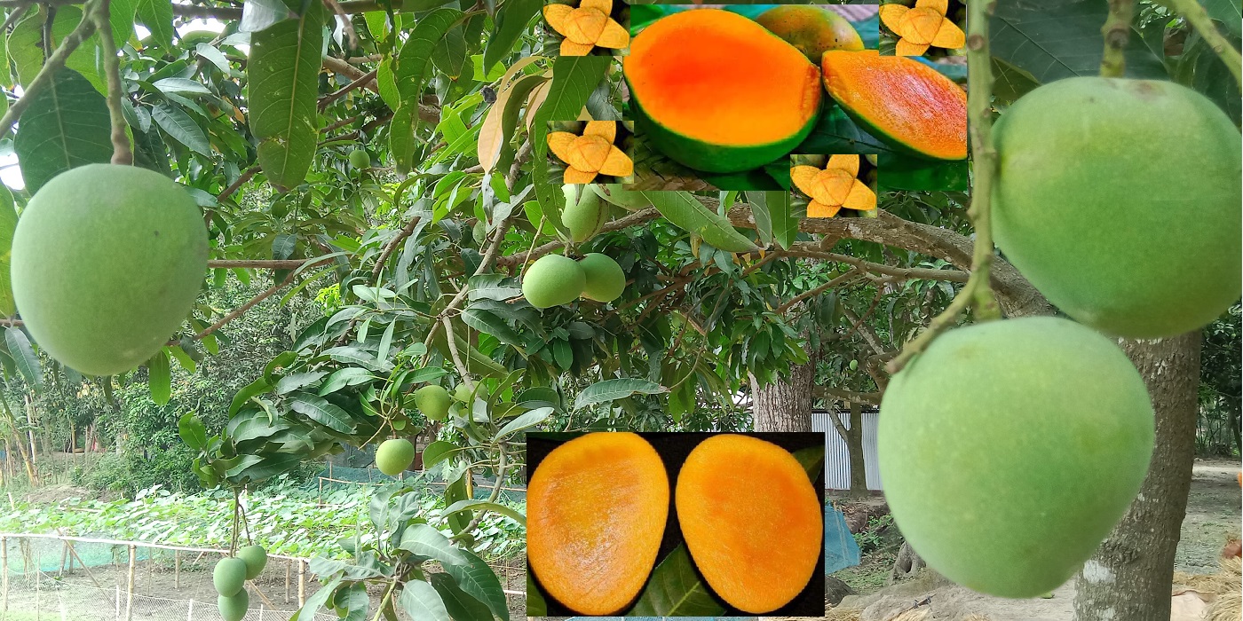 বাংলাদেশের শ্রেষ্ঠ আম শুধু দরা দরা